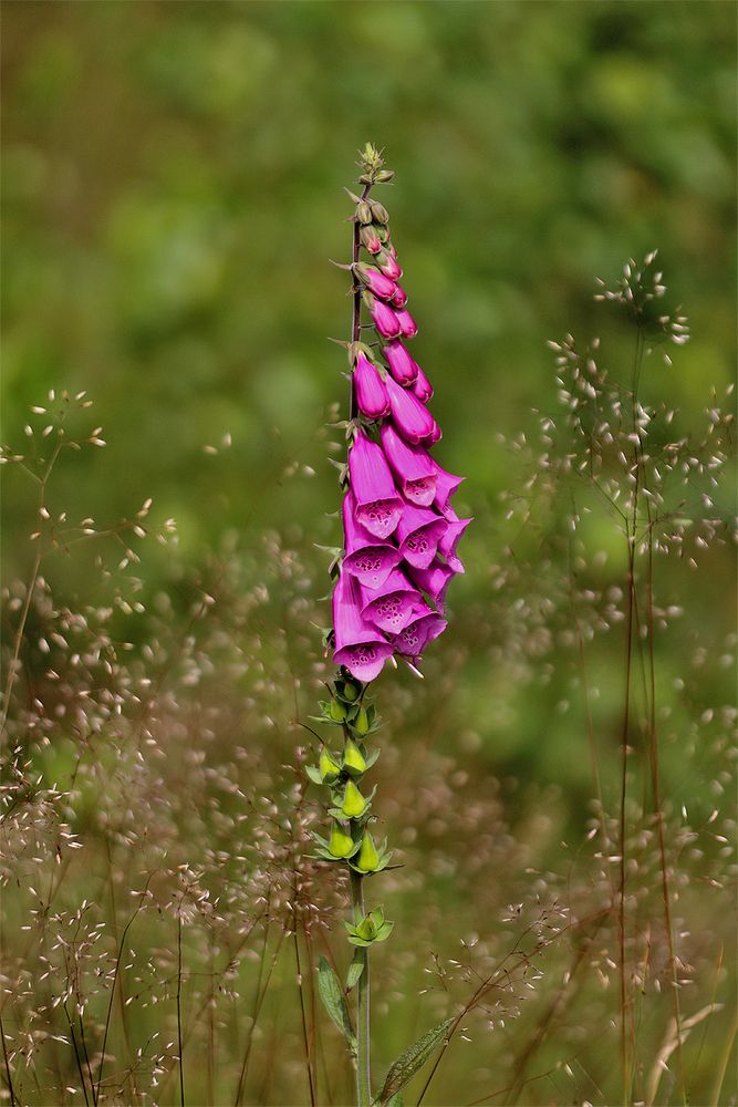 Roter Fingerhut (Digitalis purpurea)