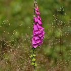 Roter Fingerhut (Digitalis purpurea)