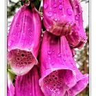 Roter Fingerhut (Digitalis purpurea)