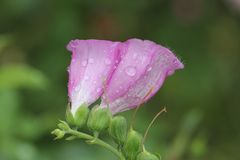 Roter Fingerhut  -Digitalis purpurea- 