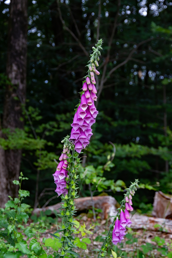 Roter Fingerhut (Digitalis purpurea)