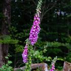 Roter Fingerhut (Digitalis purpurea)