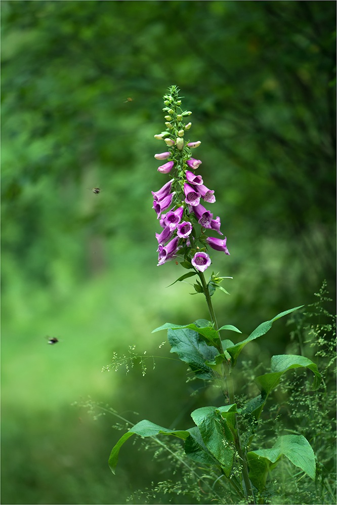 Roter Fingerhut (Digitalis purpurea)