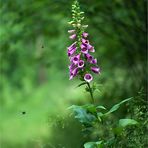 Roter Fingerhut (Digitalis purpurea)