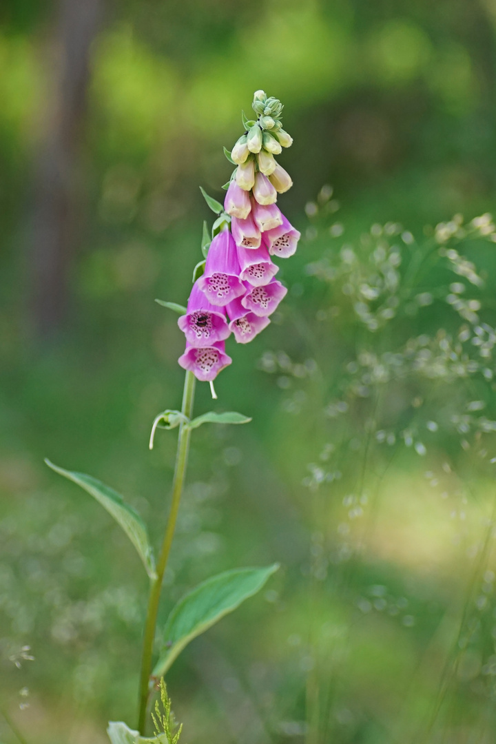 Roter Fingerhut (Digitalis purpurea)