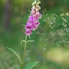 Roter Fingerhut (Digitalis purpurea)