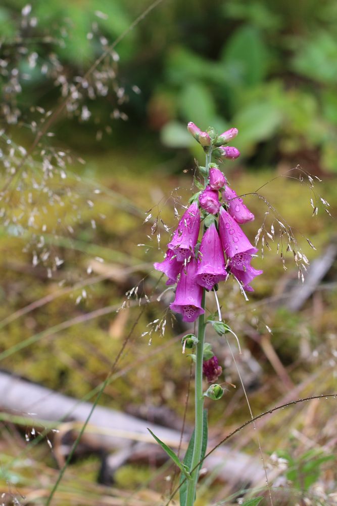 Roter Fingerhut (Digitalis purpurea)