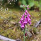 Roter Fingerhut (Digitalis purpurea)