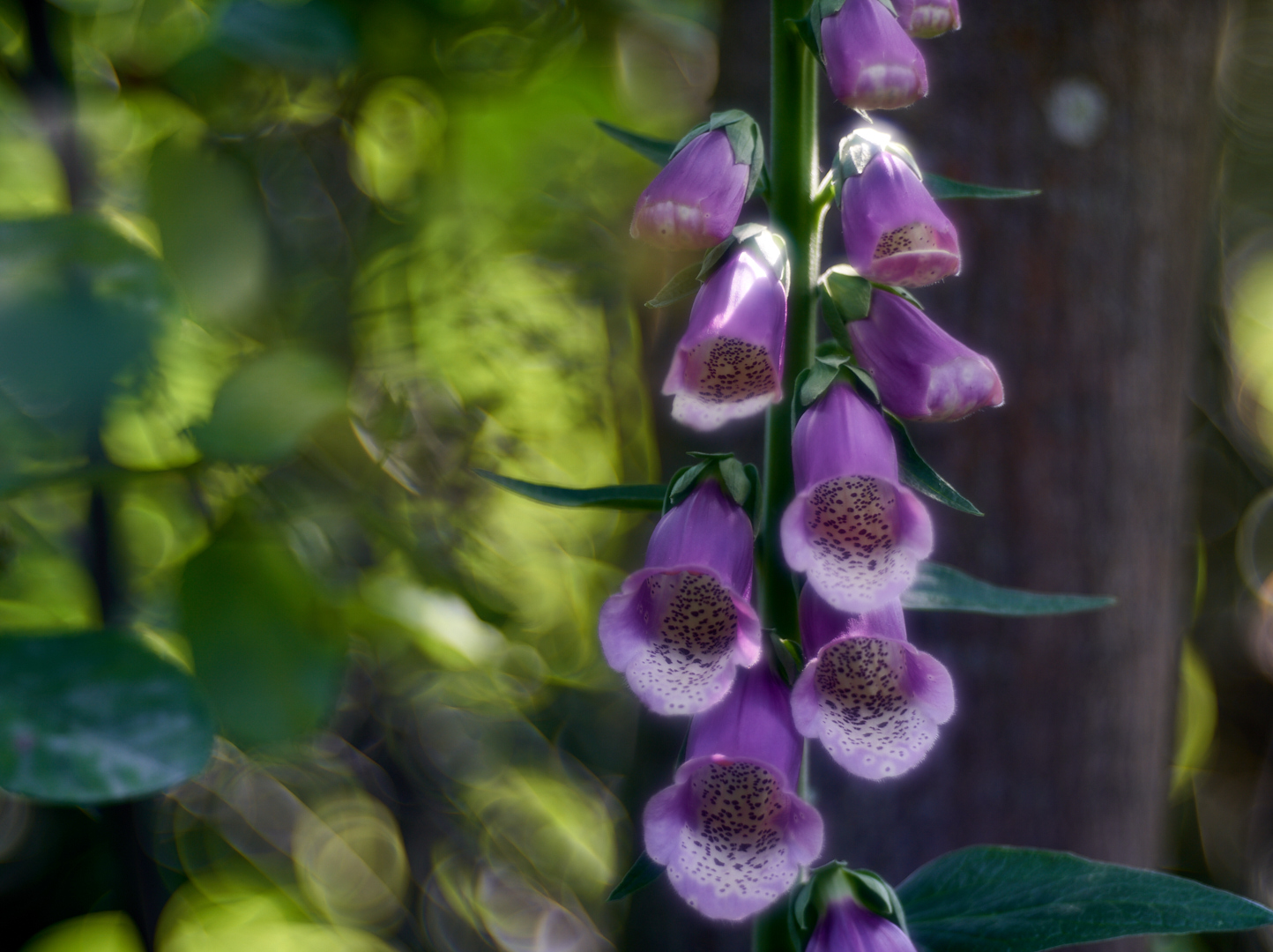 Roter Fingerhut - Digitalis purpurea