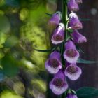 Roter Fingerhut - Digitalis purpurea