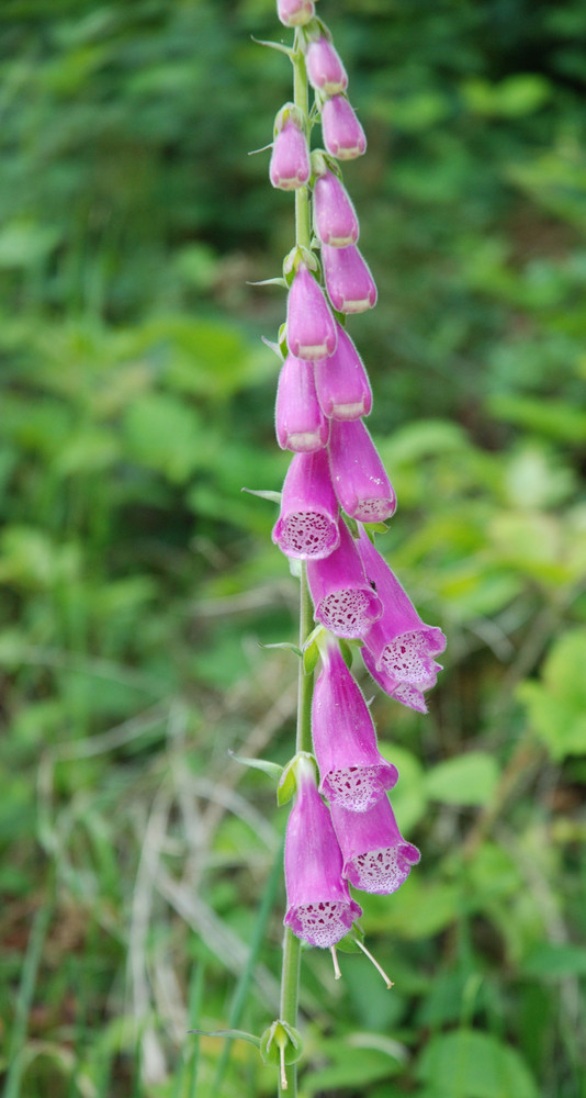 Roter Fingerhut (Digitalis purpurea) am Waldrand