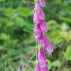 Roter Fingerhut (Digitalis purpurea) am Waldrand