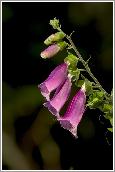 Roter Fingerhut (Digitalis purpurea)