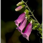 Roter Fingerhut (Digitalis purpurea)