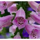 Roter Fingerhut (Digitalis purpurea)