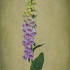 Roter Fingerhut (Digitalis purpurea)