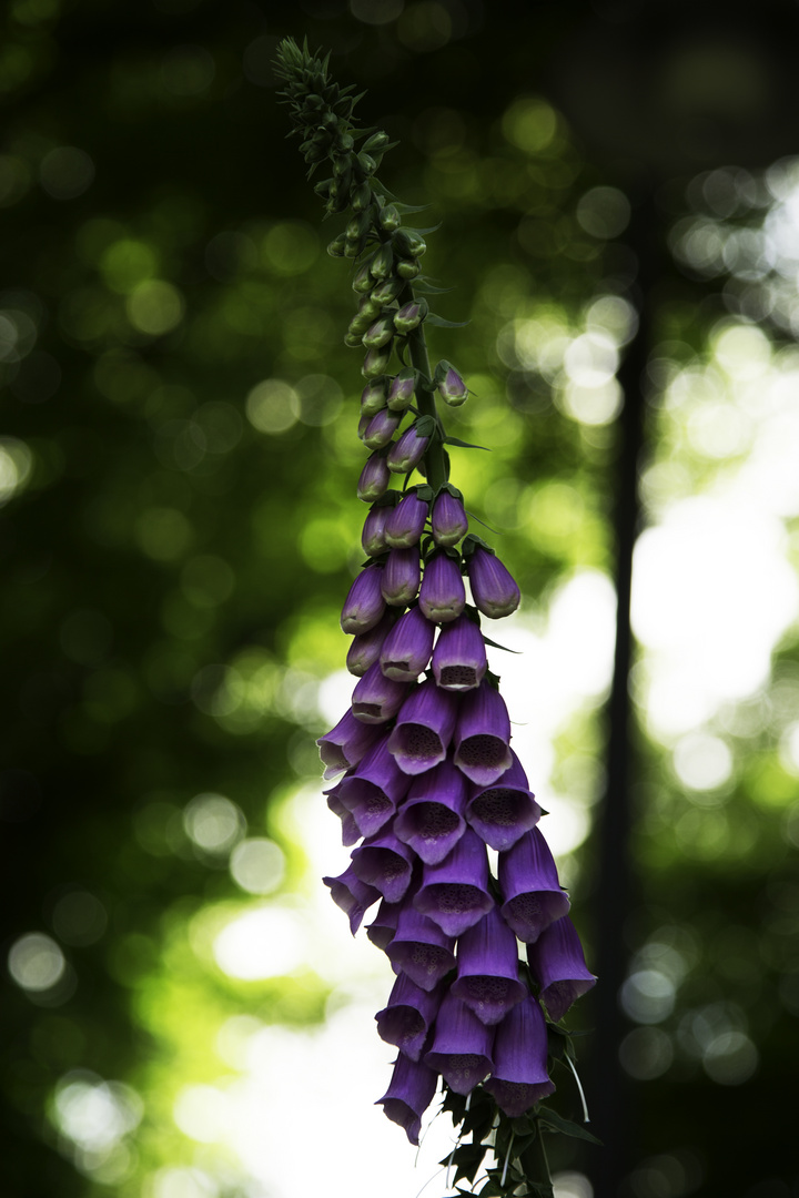 Roter Fingerhut (Digitalis purpurea)