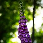 Roter Fingerhut (Digitalis purpurea)