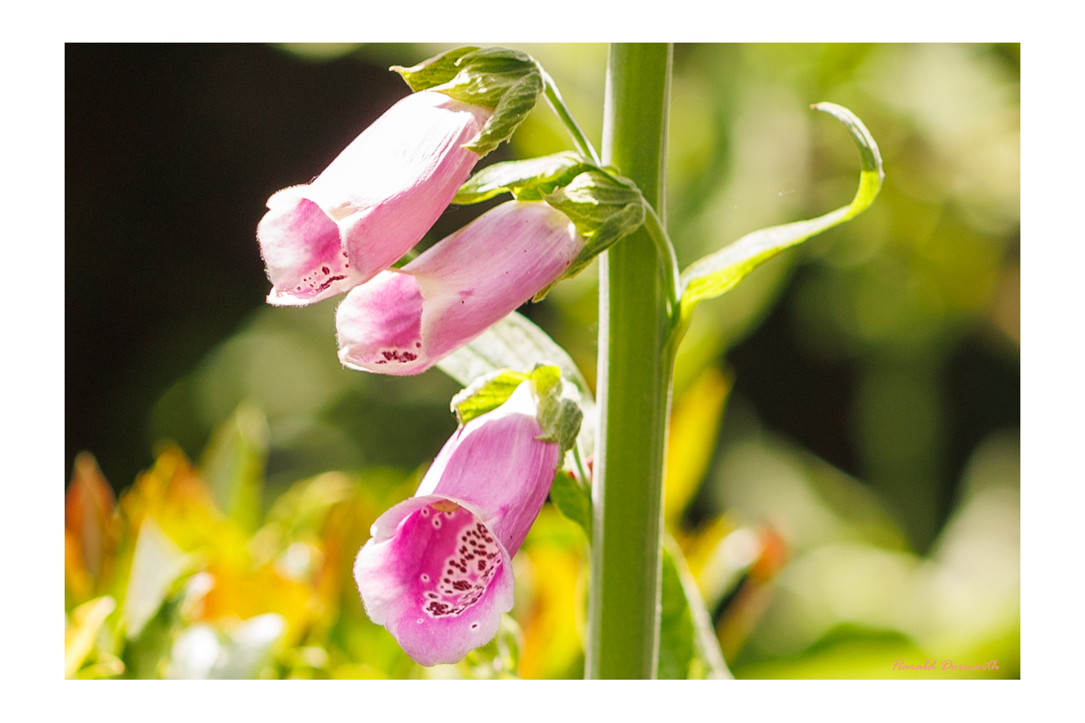 Roter Fingerhut (Digitalis purpurea)