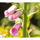 Roter Fingerhut (Digitalis purpurea)