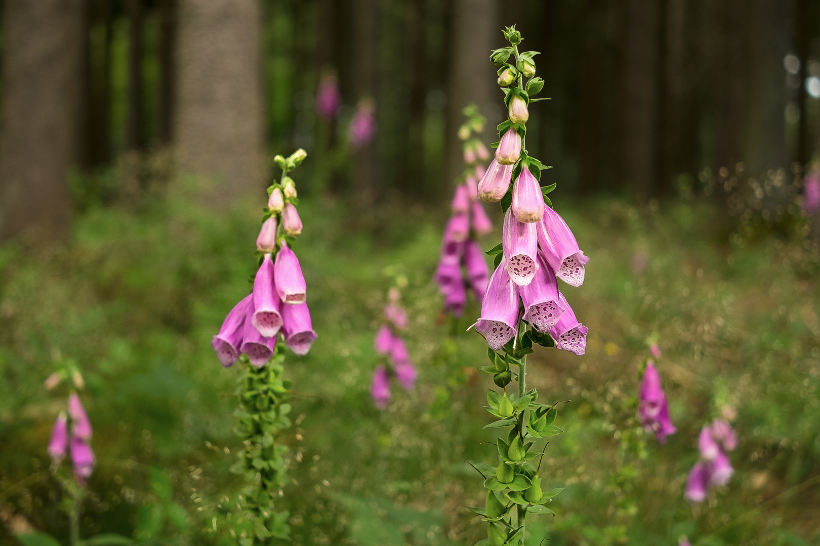 Roter Fingerhut (Digitalis purpurea)