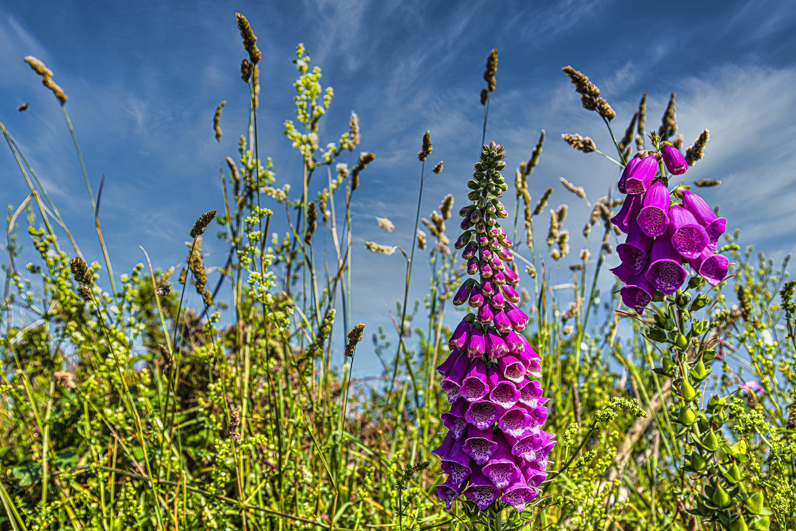 Roter Fingerhut in Cornwall