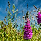 Roter Fingerhut in Cornwall