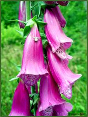  ...Roter Fingerhut...Digitalis purpurea...