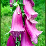  ...Roter Fingerhut...Digitalis purpurea...