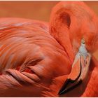 Roter Flamingo