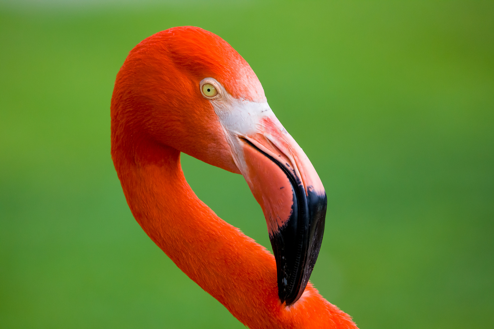 roter Flamingo