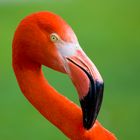 roter Flamingo