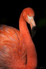 Roter Flamingo