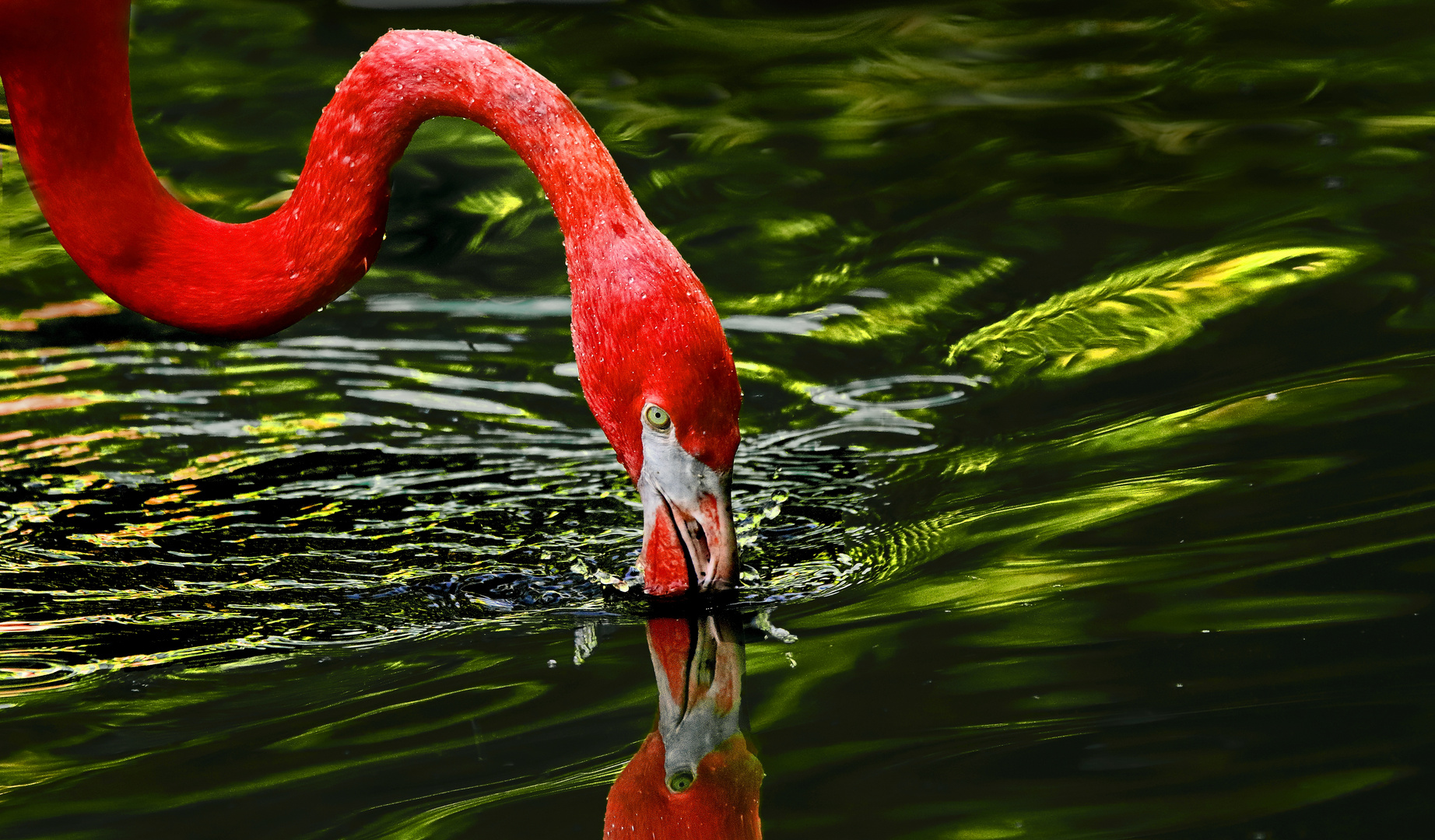 "ROTER FLAMINGO"