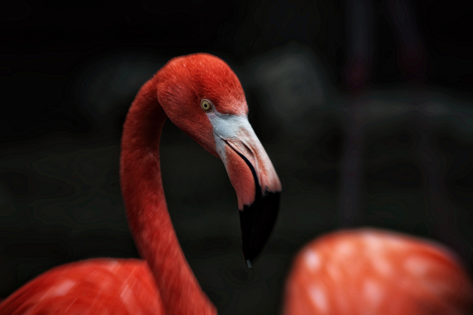 Roter Flamingo