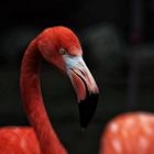 Roter Flamingo