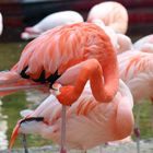 Roter Flamingo