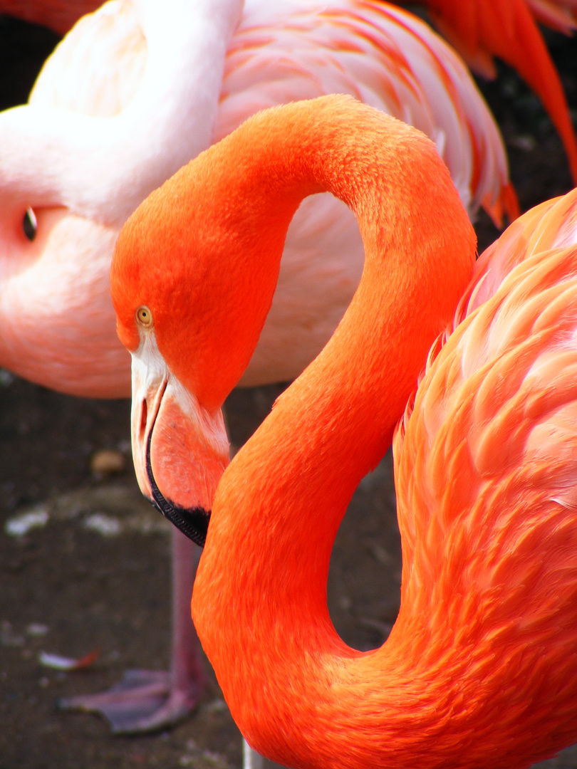 roter Flamingo