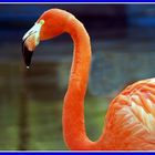 Roter Flamingo