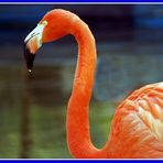 Roter Flamingo