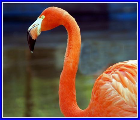Roter Flamingo