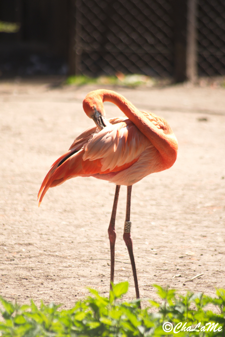 Roter Flamingo