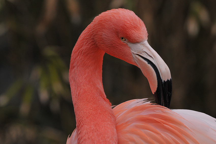 Roter Flamingo-auf der Hut