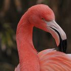 Roter Flamingo-auf der Hut