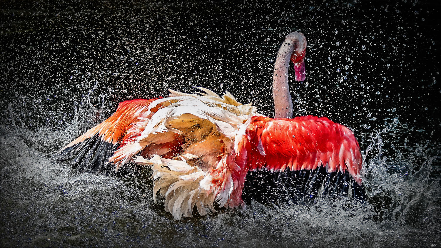 ROTER FLAMINGO BADET