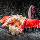 ROTER FLAMINGO BADET