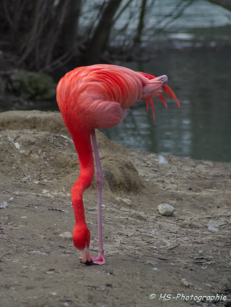 Roter Flamingo - Balanceakt