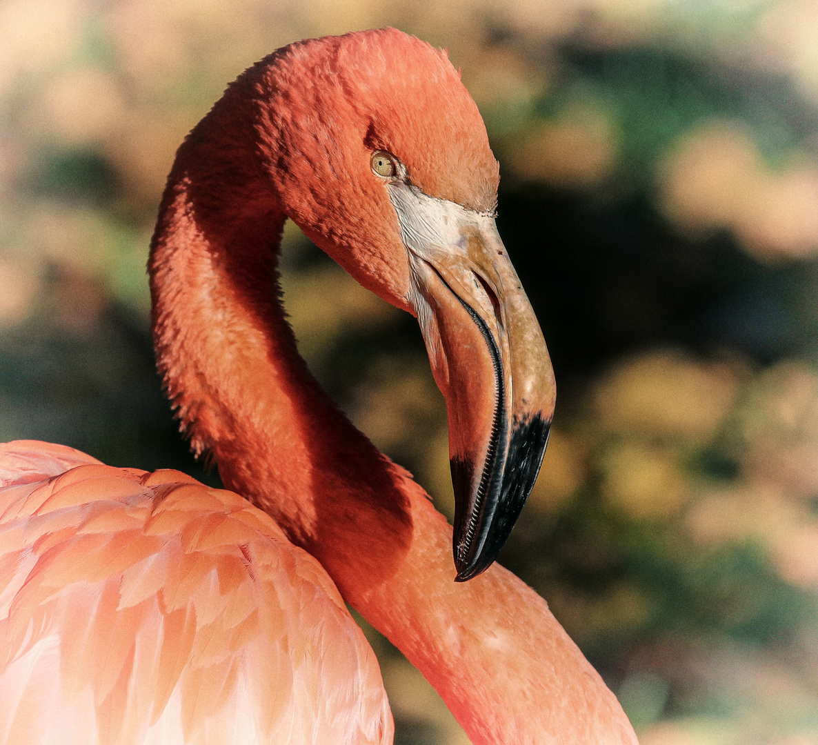 Roter Flamingo