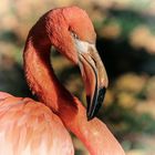 Roter Flamingo