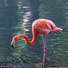 "Roter Flamingo"